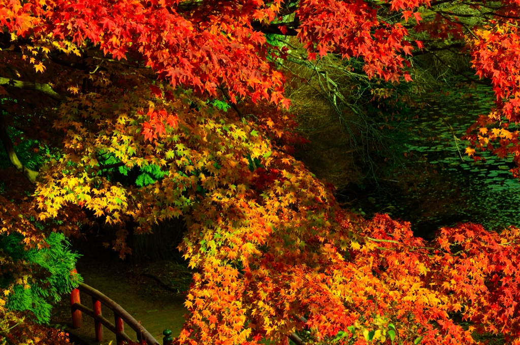 紅葉真っ盛りです。