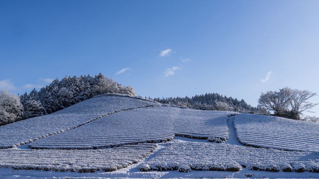 茶畑と山桜　雪景色