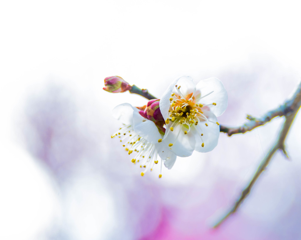 梅華