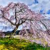 極楽桜HDR