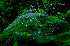 raindrop