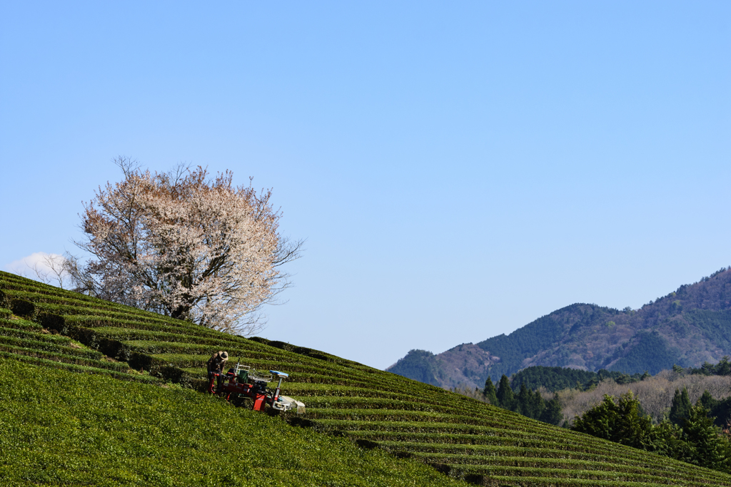 茶山桜