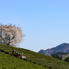 茶山桜