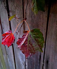 路地裏の紅葉