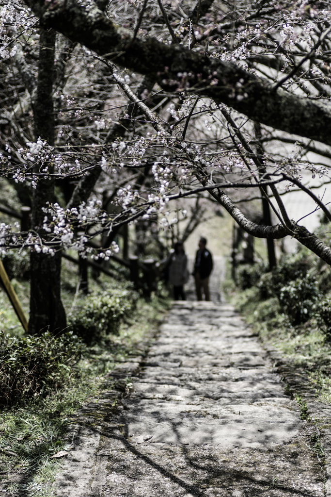 仏隆寺　千年桜