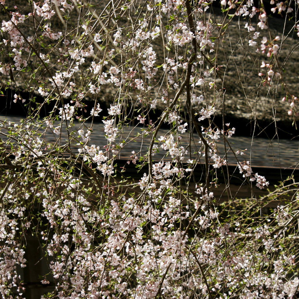 常照皇寺の桜2