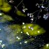 SAKURASAKU