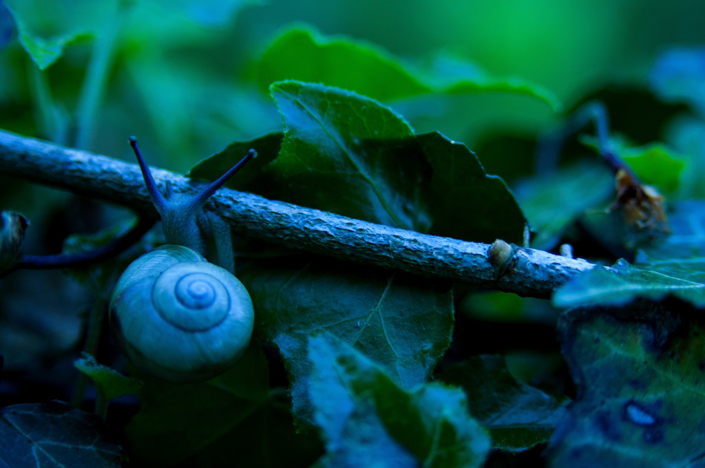 カタツムリの赤ちゃん