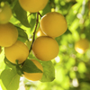 UME