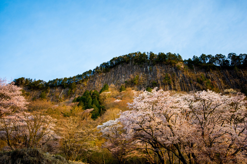 桜苑の朝4/4