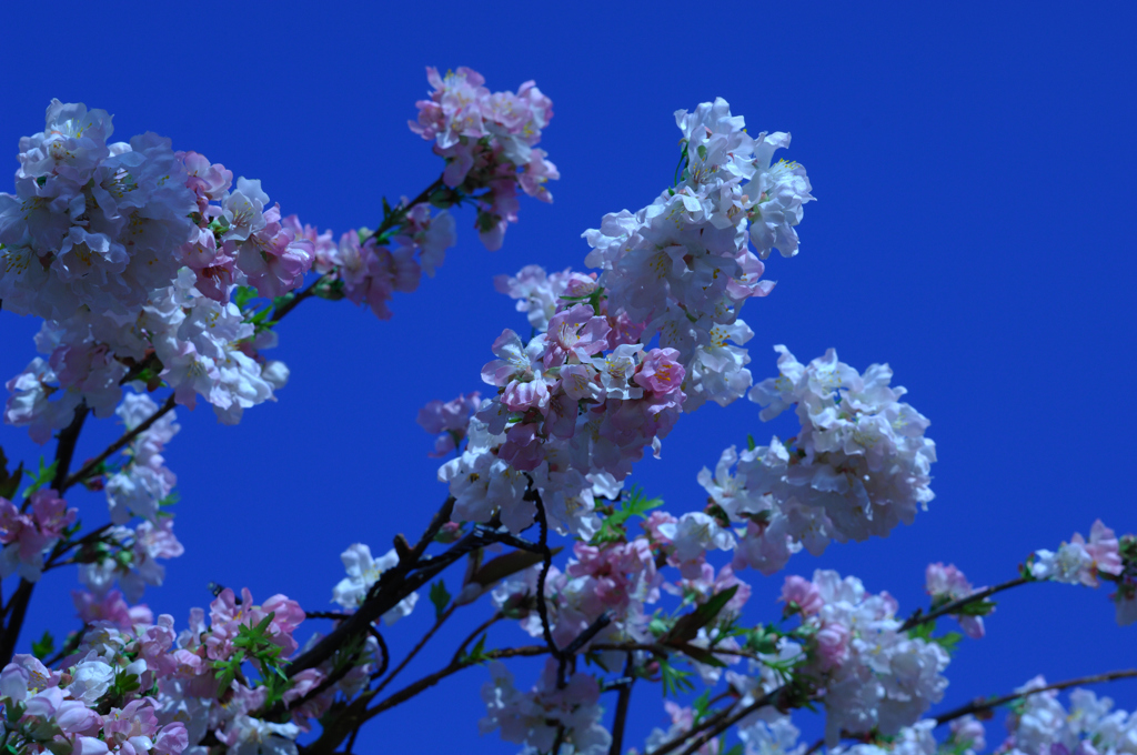 奈良の桜は満開です　②