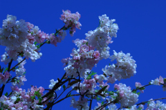 奈良の桜は満開です　②