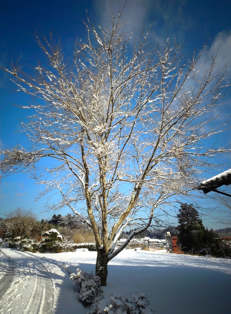 雪のち晴