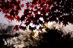 紅葉真っ盛りですが天気が・・・・