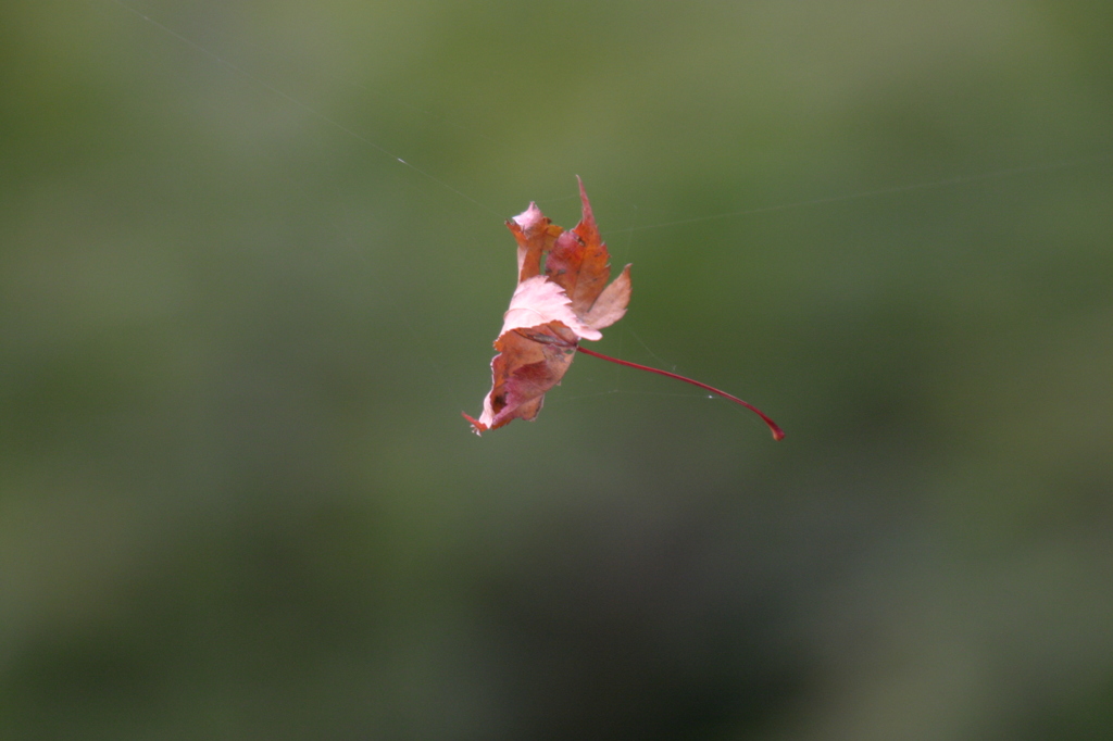 引っ掛かってしまいました。