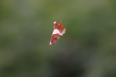 引っ掛かってしまいました。