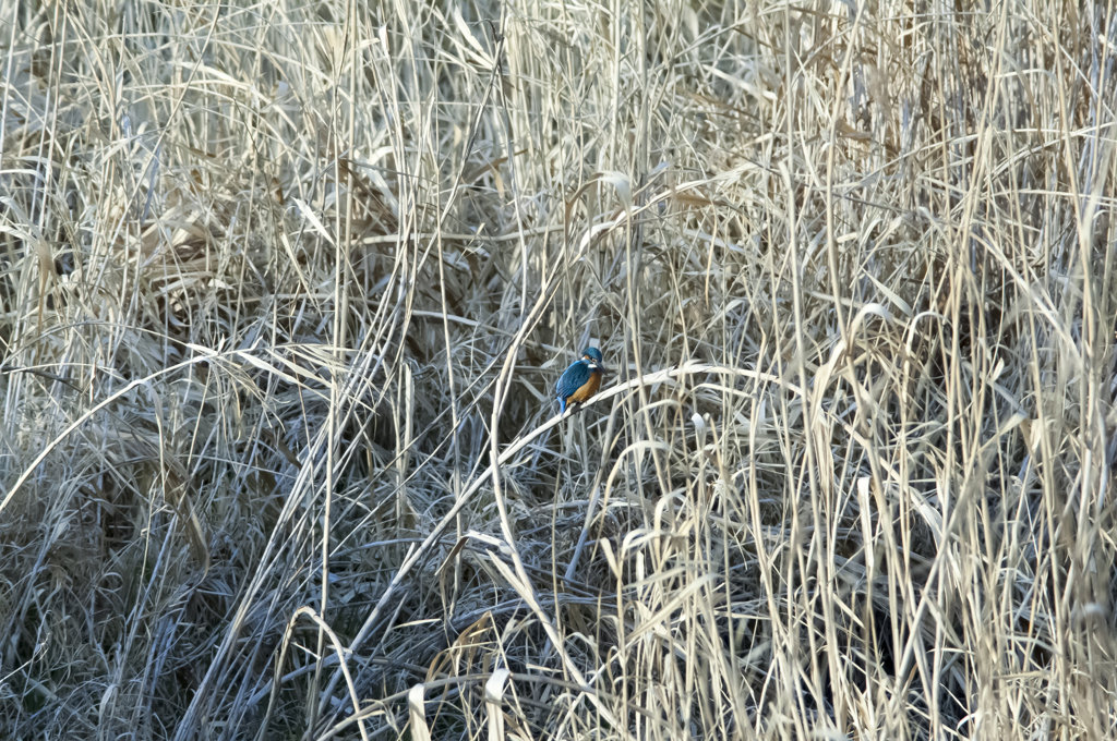 枯れ草ではありません　カワセミが.....