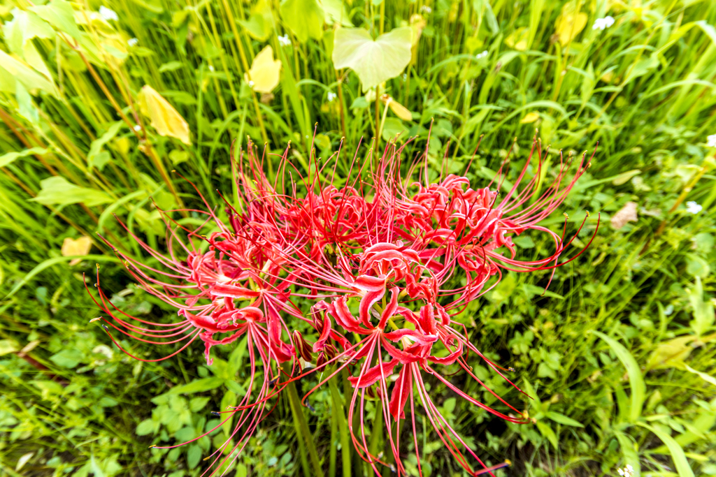 曼珠沙華