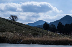 茶畑冬風景