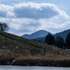 茶畑冬風景
