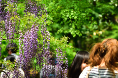 奈良万葉植物園にて　どちらがお好みですか？