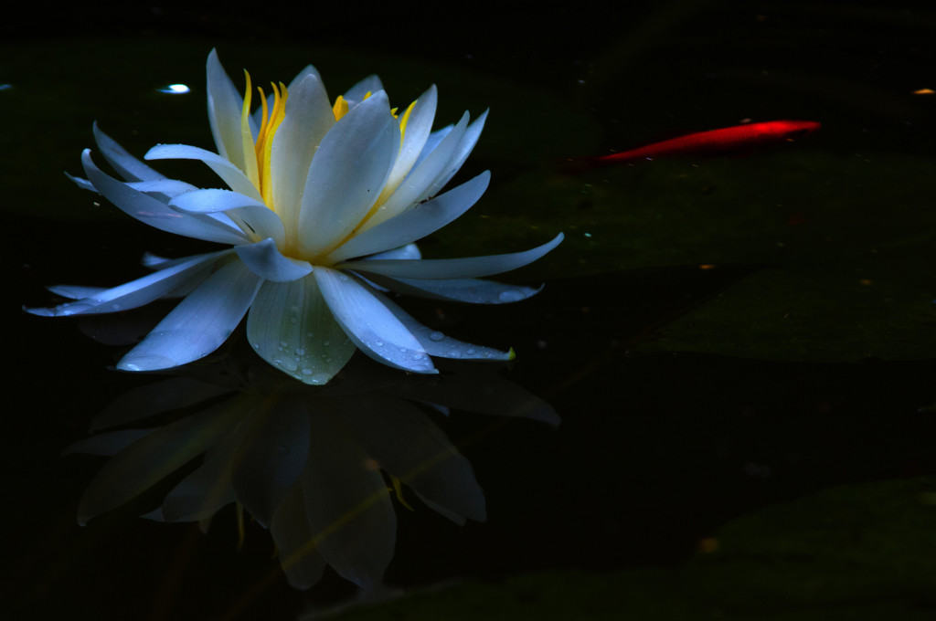 Water lily 2