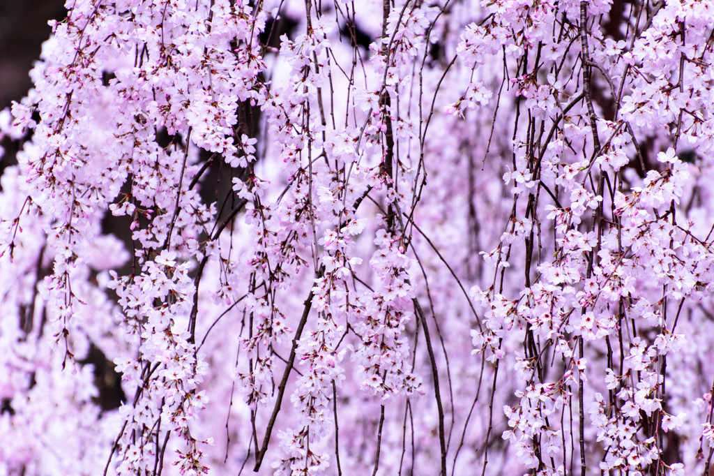 恋と桜