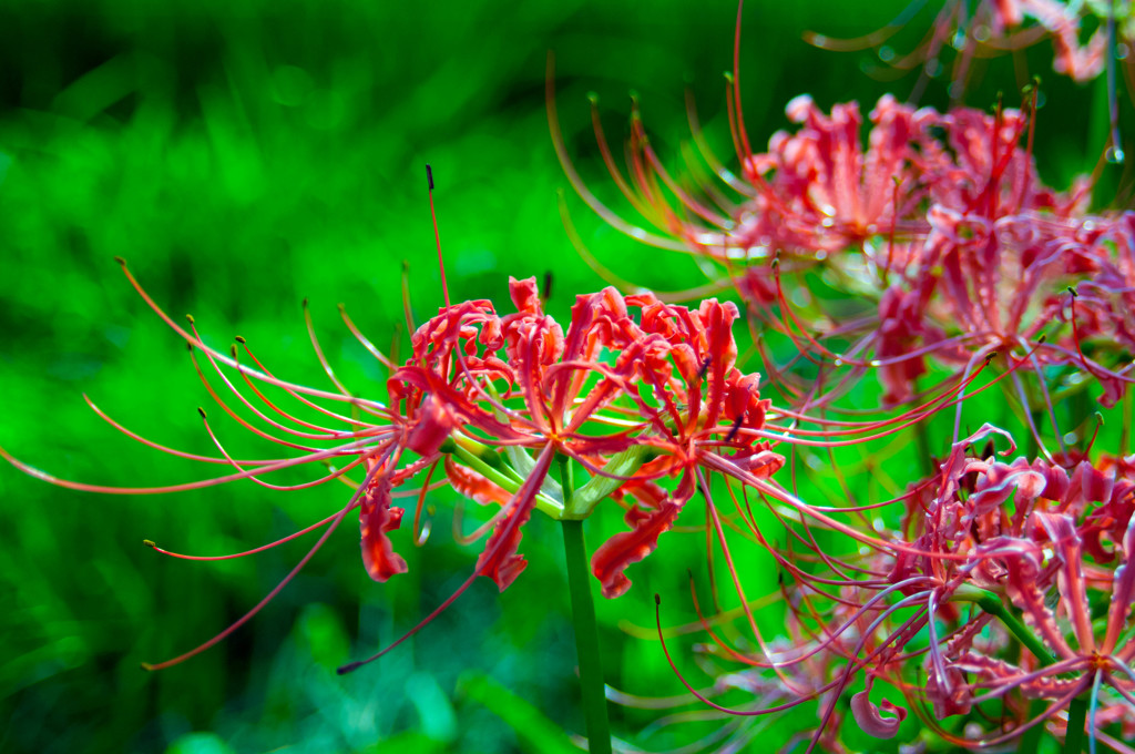 Red spider lily 2