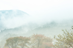 霧中模索