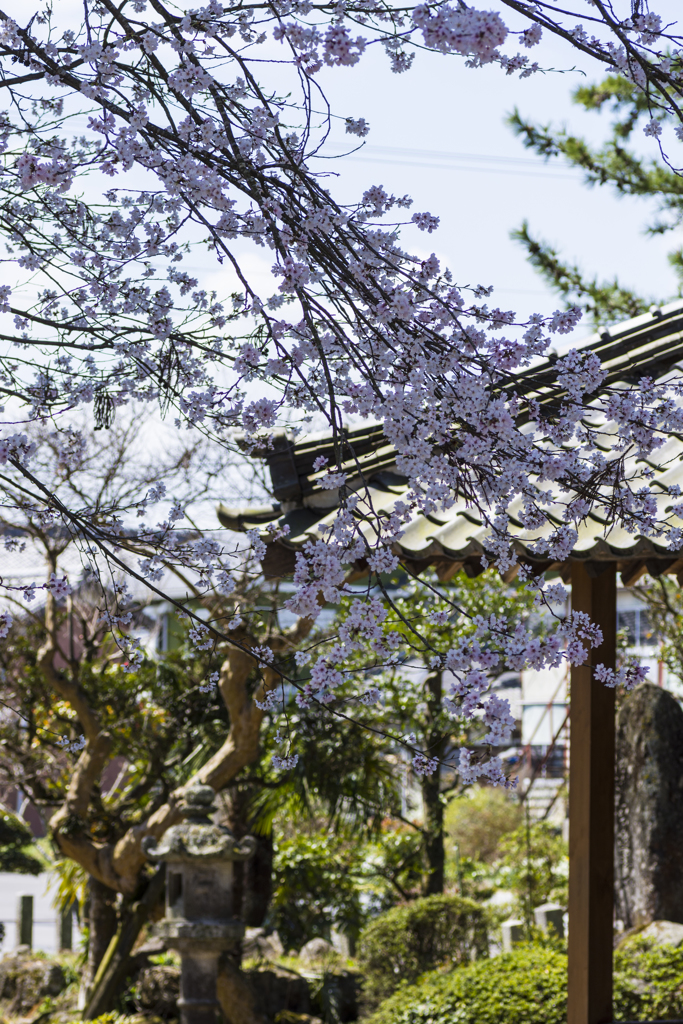 桜