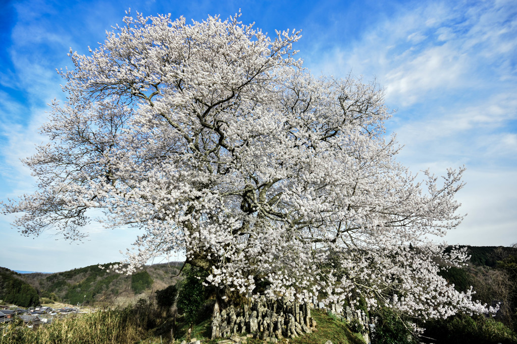 御佛桜