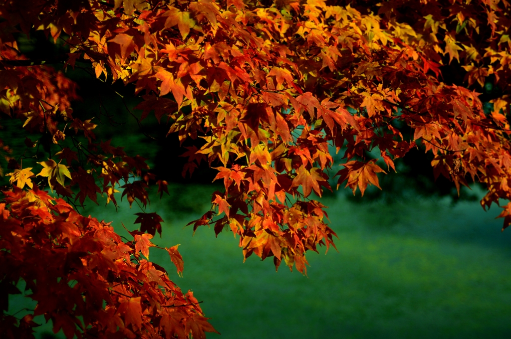 勾玉池紅葉