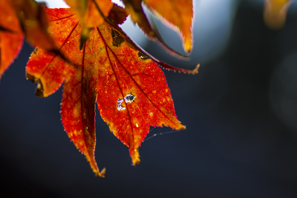 紅葉で遊ぶ４