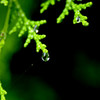 raindrop3
