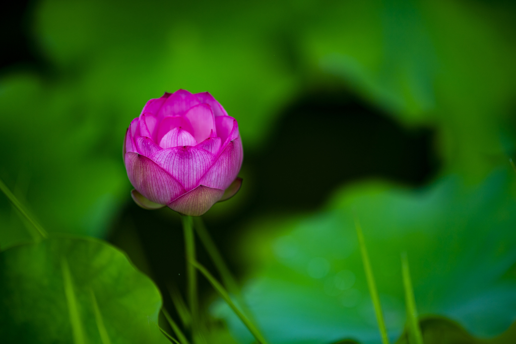 極楽浄土の花