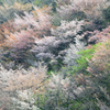 彩り