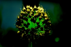 ネギ坊主だけど何かに見えない？