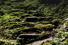 苔の道
