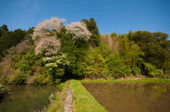 最後に咲いた山桜