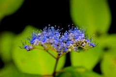 山紫陽花