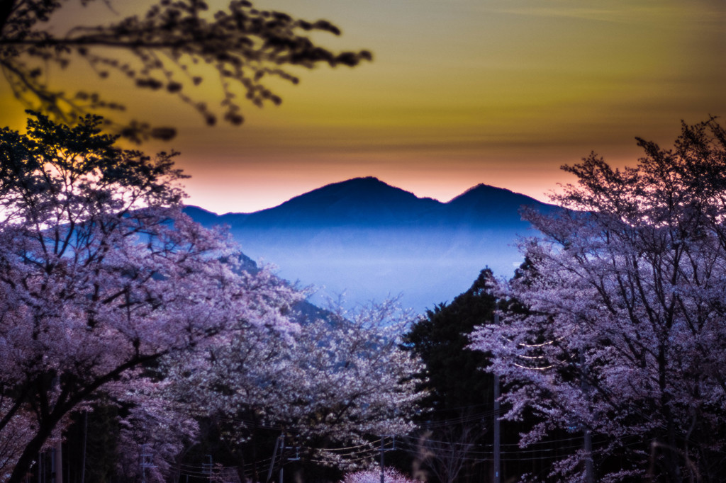 桜苑の朝1/4