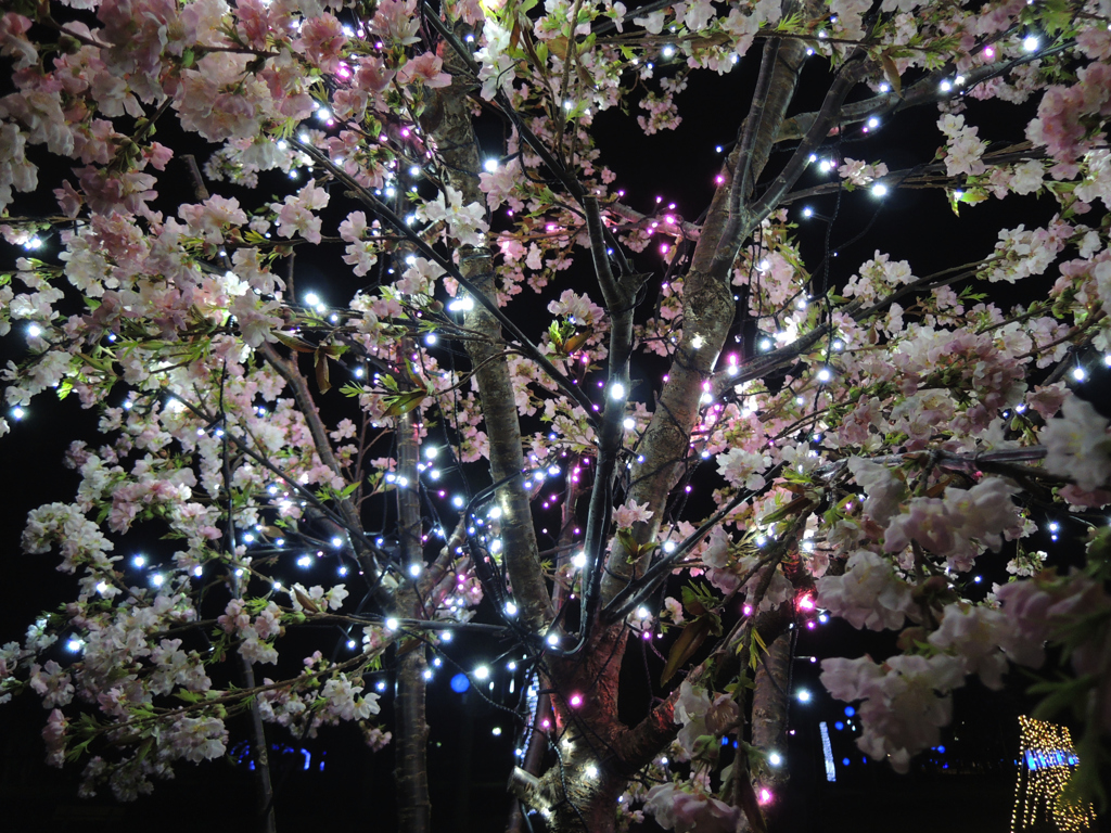 奈良の桜は満開です(夜桜)