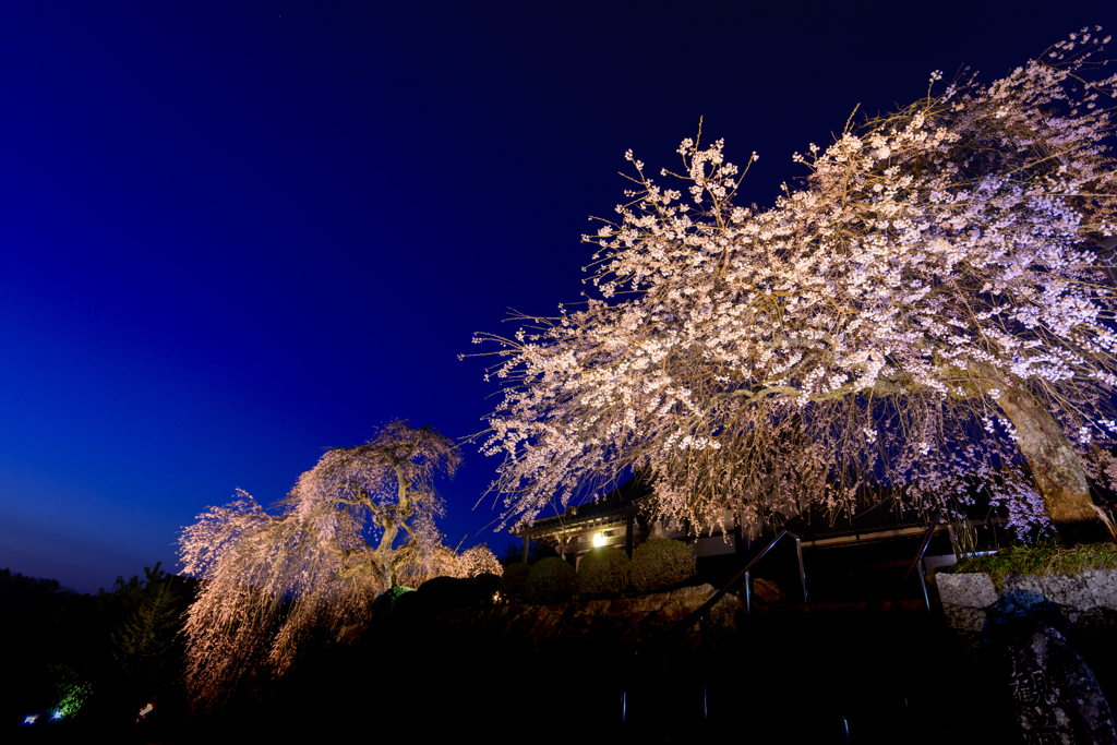 夜桜