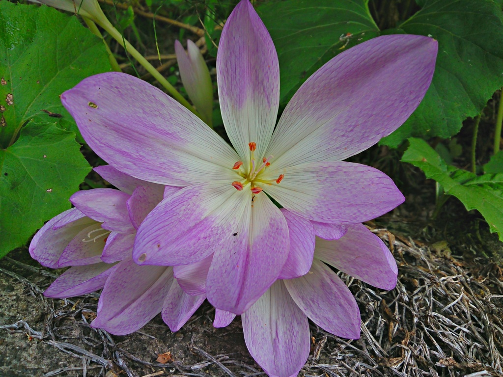 路地の花