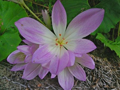 路地の花