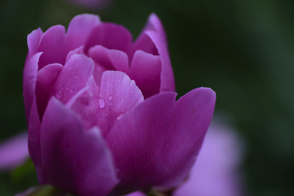 立てば芍薬・・・