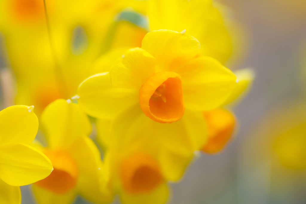 Yellowが好き