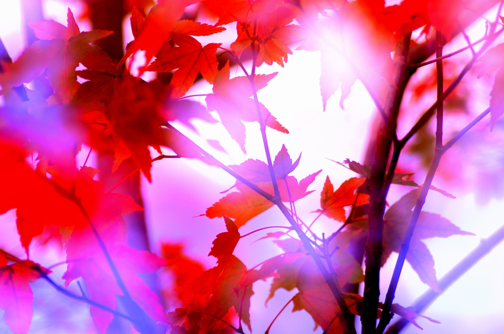 pink＆red