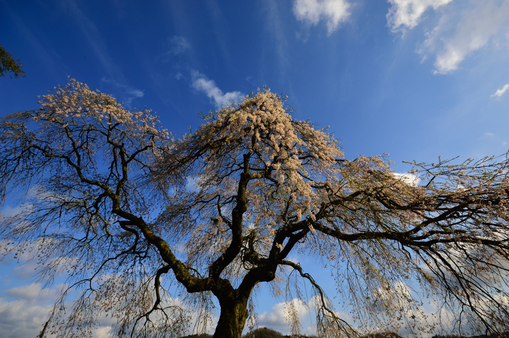 極楽寺の垂れ桜2