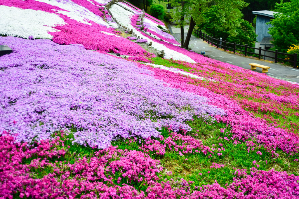 芝桜の丘